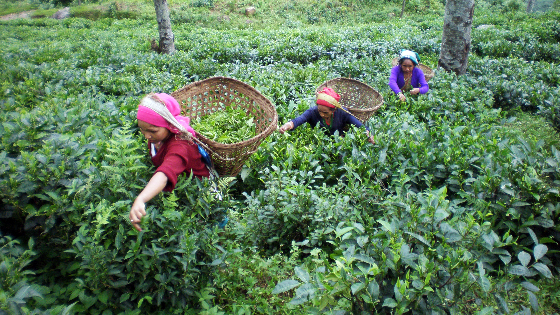 Local women picking tea leaves representing our impact